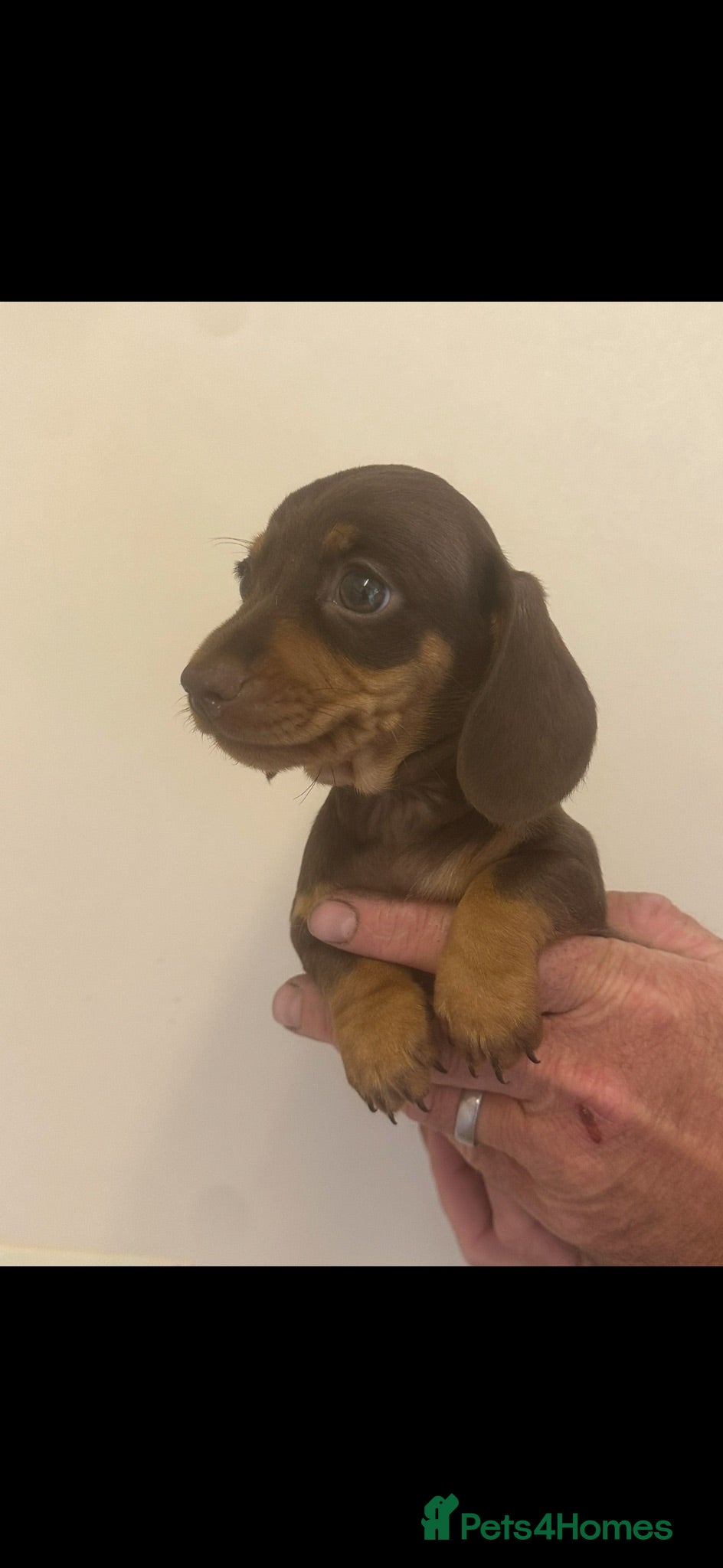 Miniature Dachshund dogs Kennel club registered mini dachshund puppies  - Advert 2