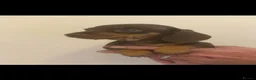 Miniature Dachshund dogs for sale: Kennel club registered mini dachshund puppies  - Advert 2