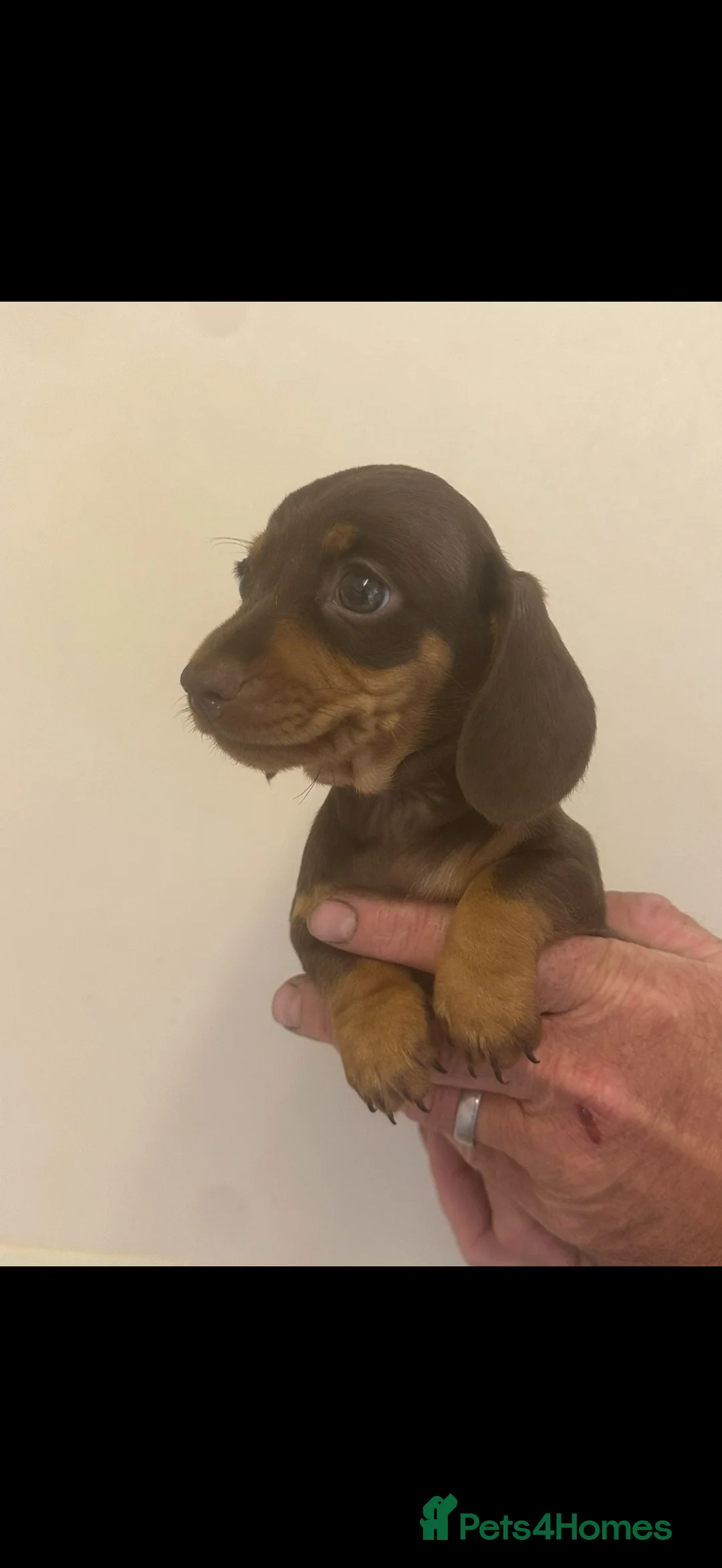 Miniature Dachshund dogs for sale: Kennel club registered mini dachshund puppies  - Advert 2