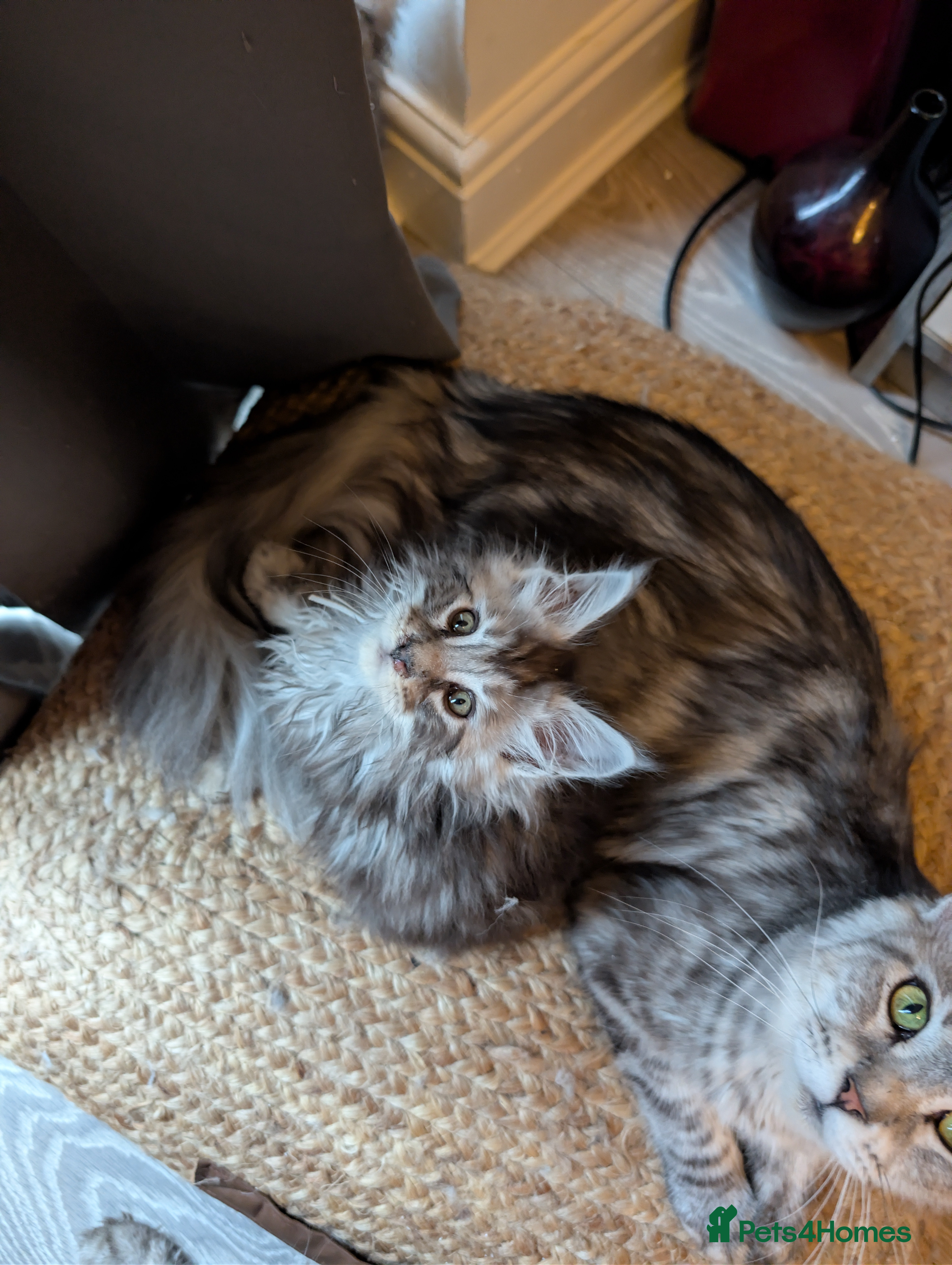 Maine Coon cats Mainecoon kittens  - Advert 15