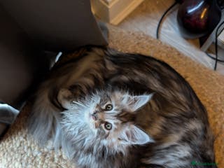 Maine Coon cats Mainecoon kittens - Advert 16