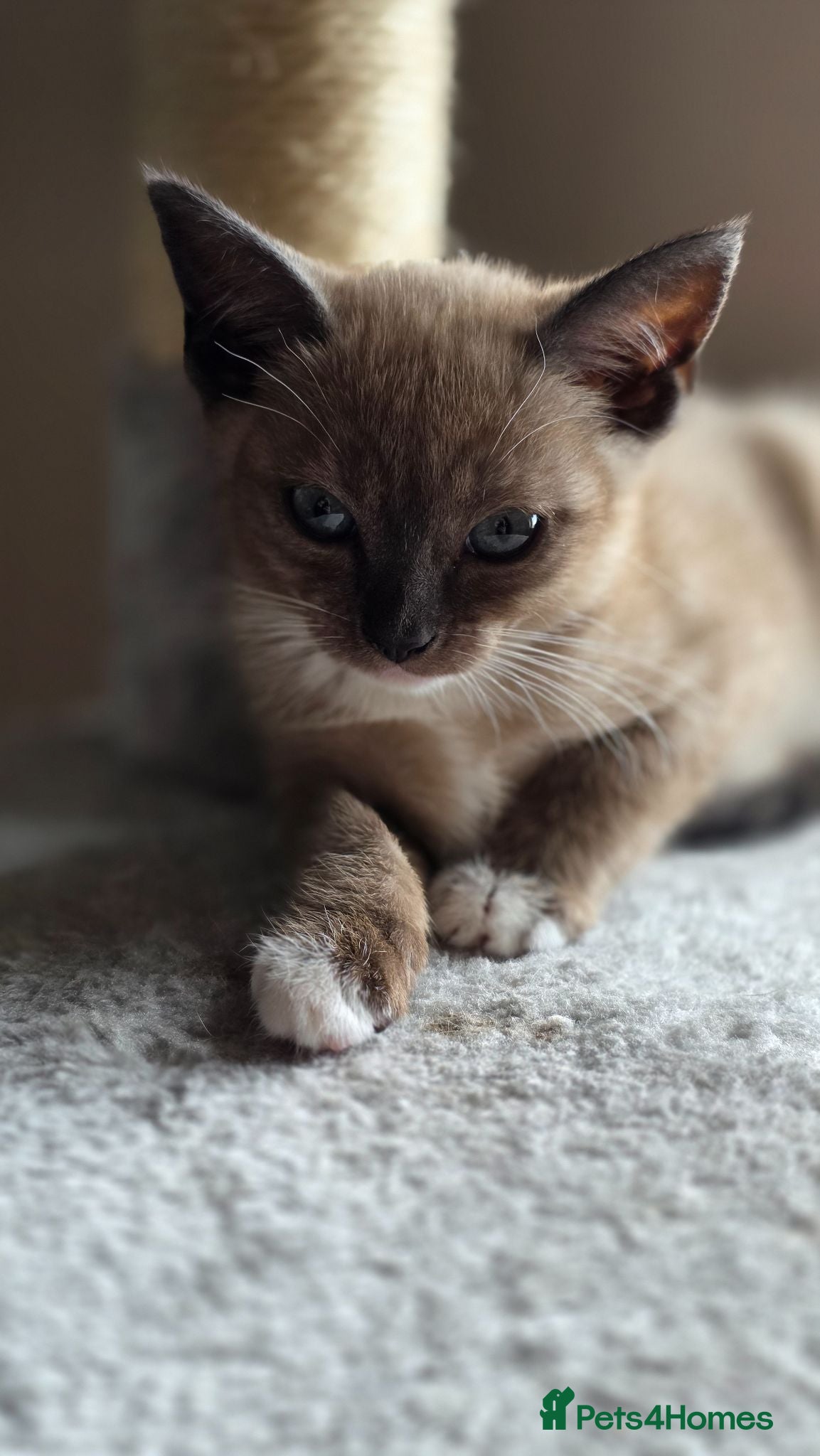 Mixed Breed cats 🐱 Bengal × Siamese Kittens for Sale 🐱 - Advert 8