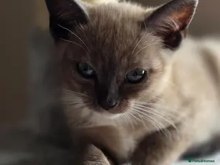 Mixed Breed cats 🐱 Bengal × Siamese Kittens for Sale 🐱 - Advert 6