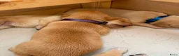 Labrador Retriever dogs for sale: Health Tested Champion Pedigree Pups - Advert 5