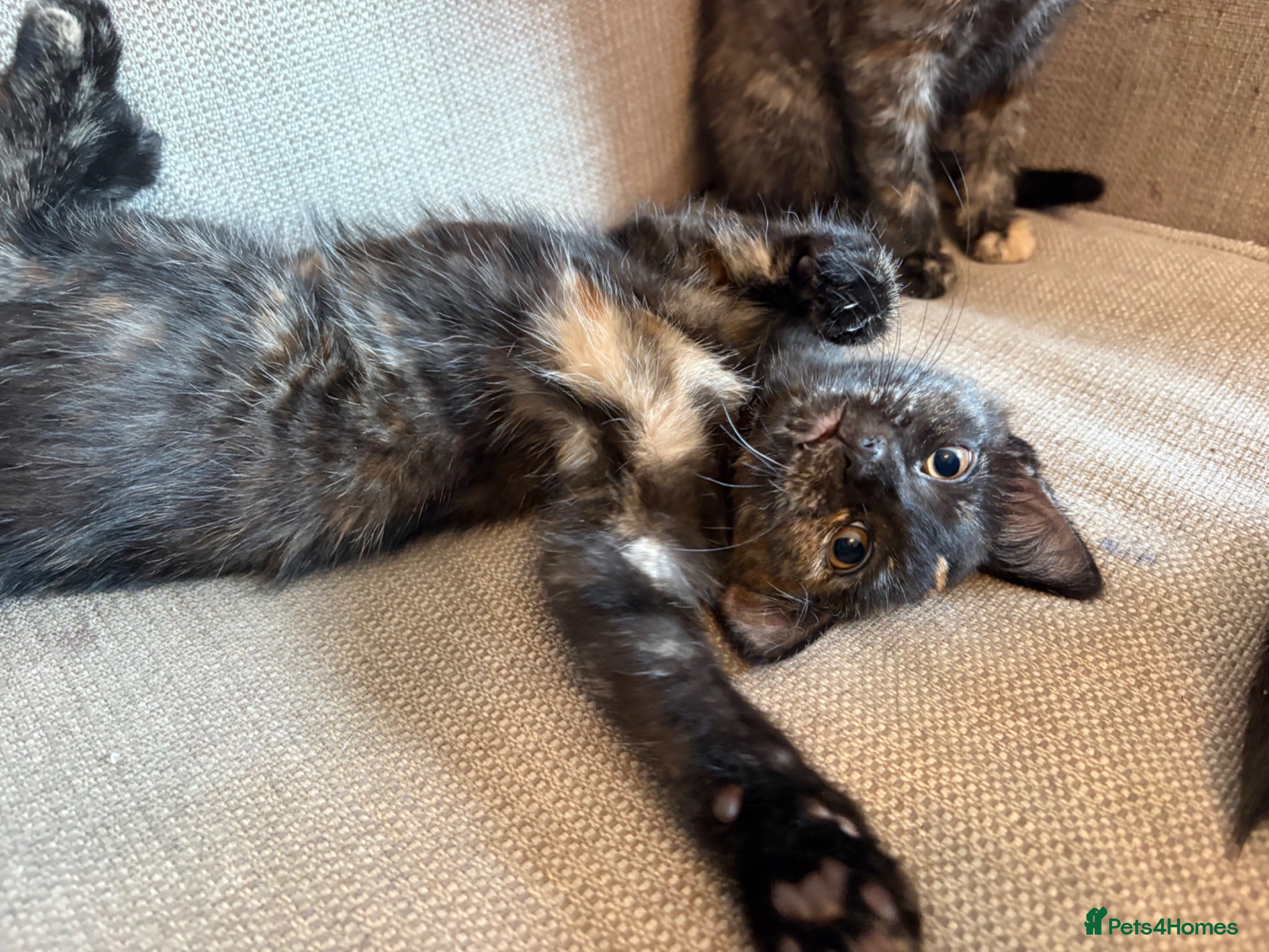 Mixed Breed cats Beautiful Female Kittens Ready for Forever Homes - Advert 12