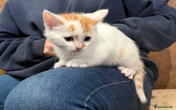Domestic Shorthair cats for sale: 6 gorgeous kittens - Image 6