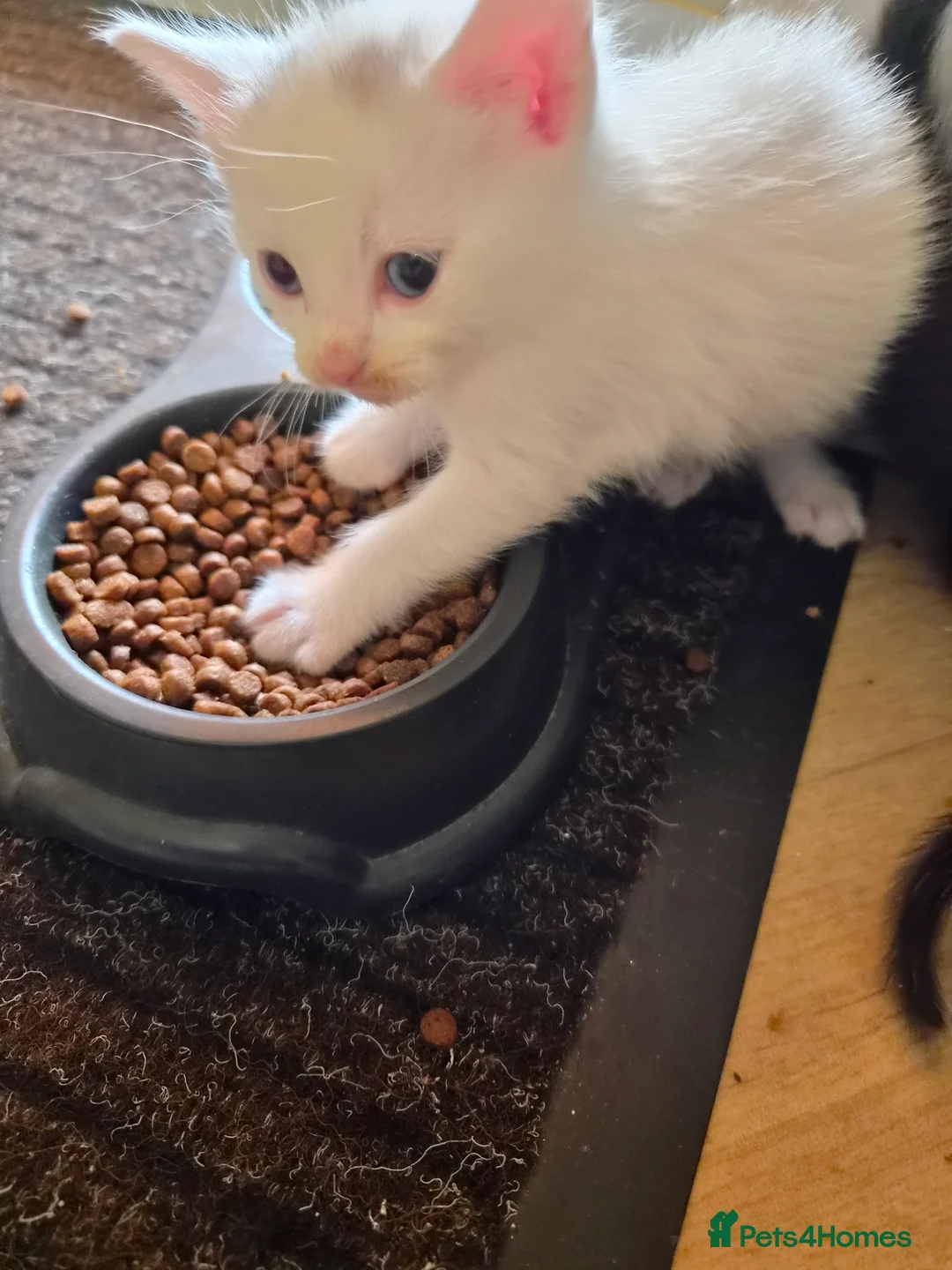 Ragdoll cats for sale: Free Mixed Ragdoll Deposit Only in Oldham - Advert 2