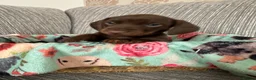 Miniature Dachshund dogs for sale: KC registered smooth haired mini dachshund puppies - Advert 2