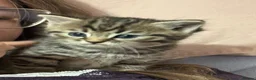 Mixed Breed cats for sale: British x Birman kittens  in Newton Abbot - Advert 13