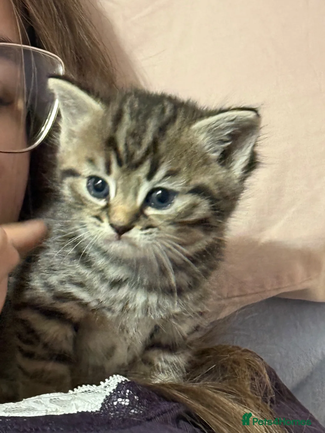 Mixed Breed cats for sale: British x Birman kittens  in Newton Abbot - Advert 13