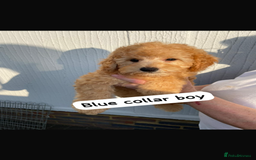 Cavapoochon dogs for sale: Cavapoochon puppies - Image 6