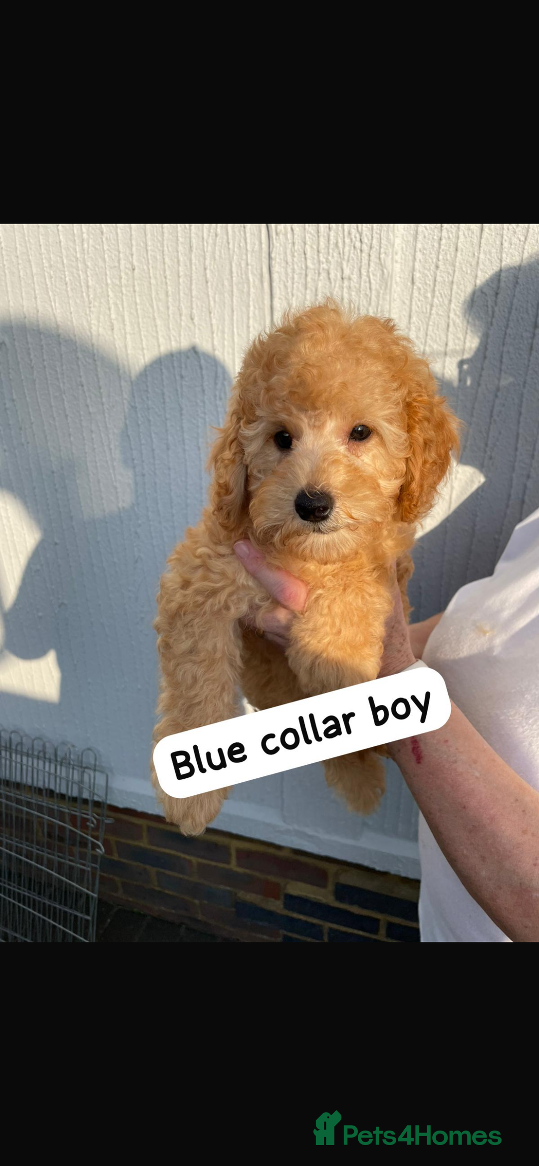 Cavapoochon dogs for sale: Cavapoochon puppies - Image 6