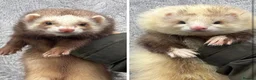 Ferret rodents for sale: Upcoming pairings of Angora ferrets - Advert 7