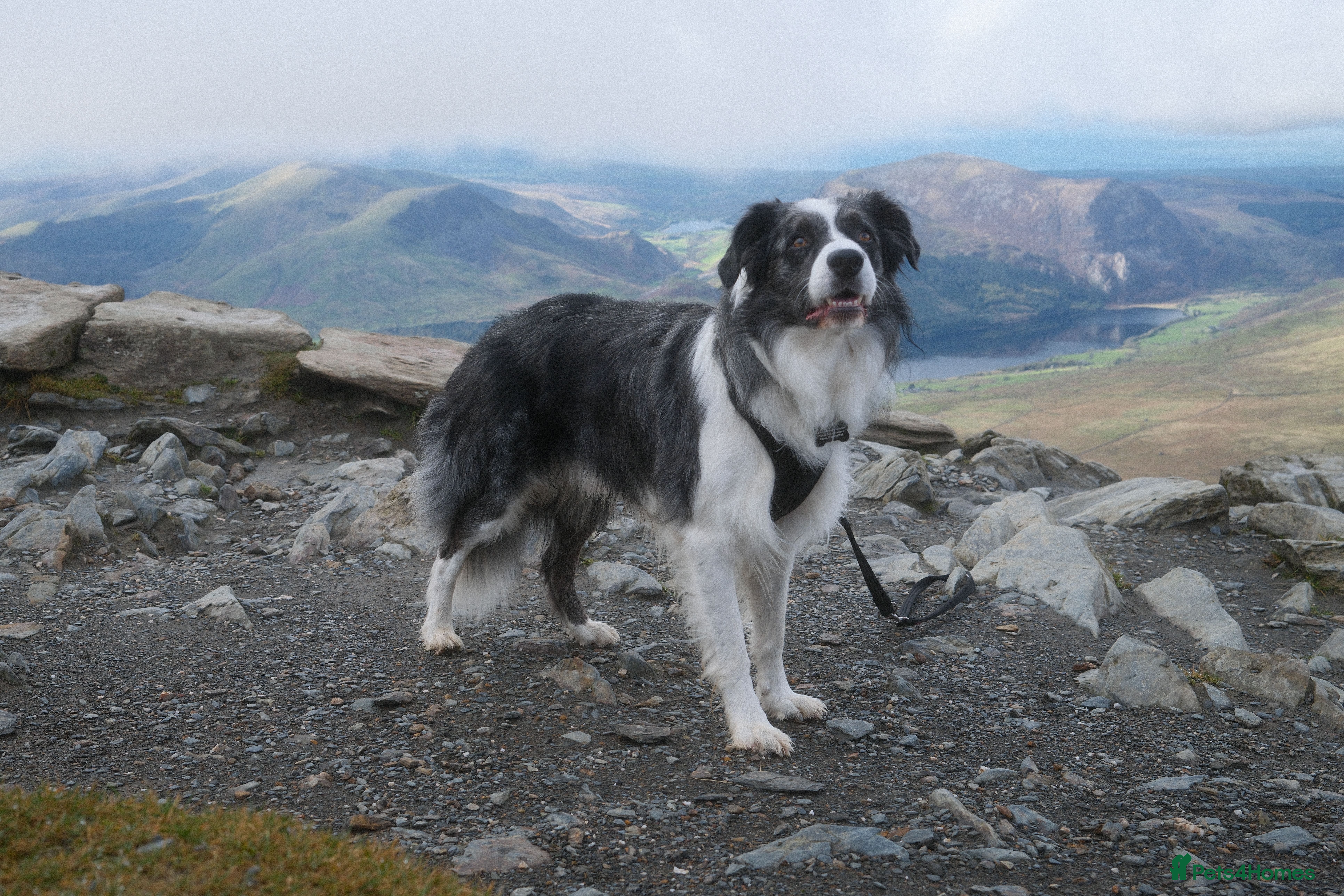 Border Collie dogs *proven* health tested working merle border collie in Leeds - Advert 13