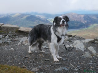 Border Collie dogs *proven* health tested working merle border collie in Leeds - Advert 13