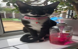 Mixed Breed cats for sale: Sadly have to rehome our kitten.  - Image 1