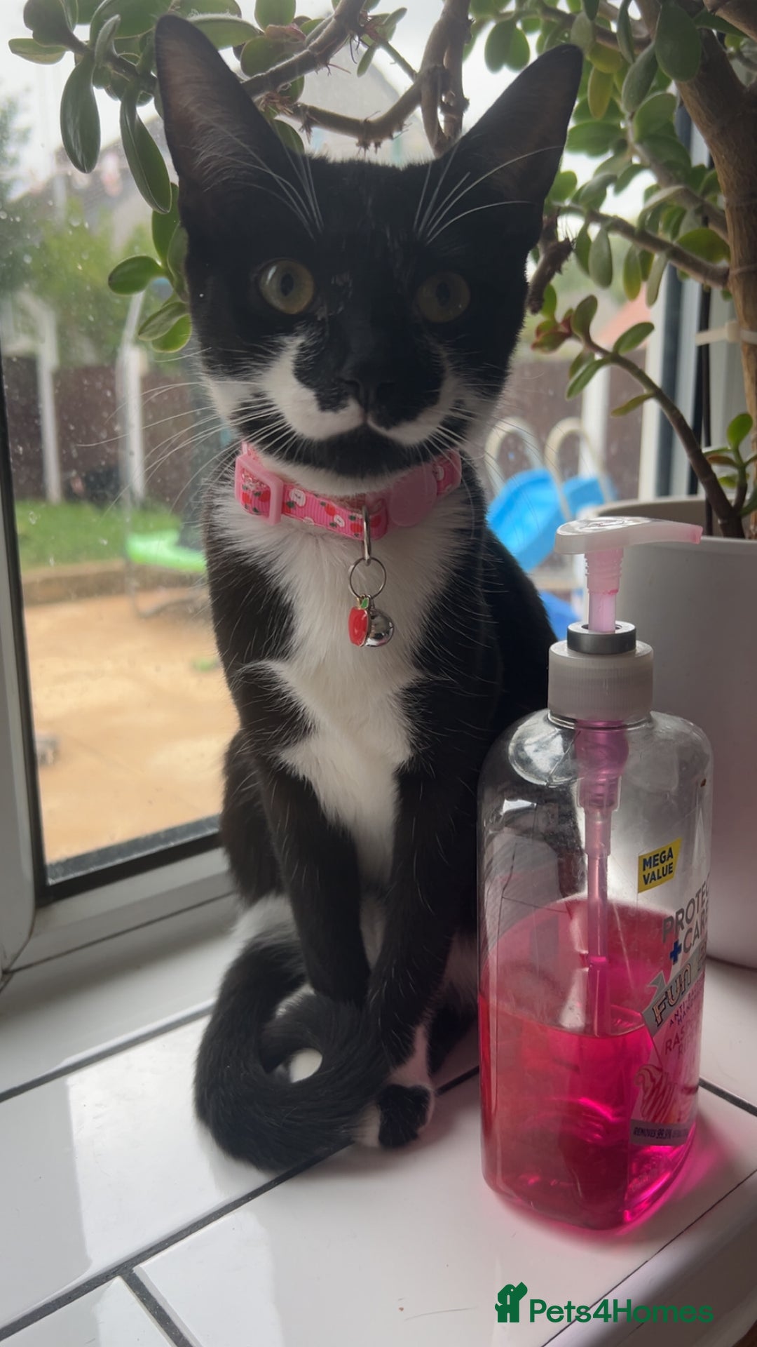 Mixed Breed cats for sale: Sadly have to rehome our kitten.  - Image 1