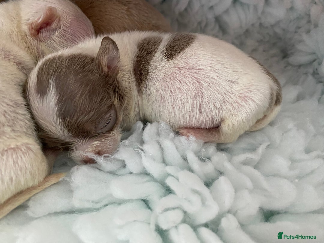 Chihuahua dogs for sale: Exquisite KC Registered Apple Chihuahua Puppies 💖 - Image 6