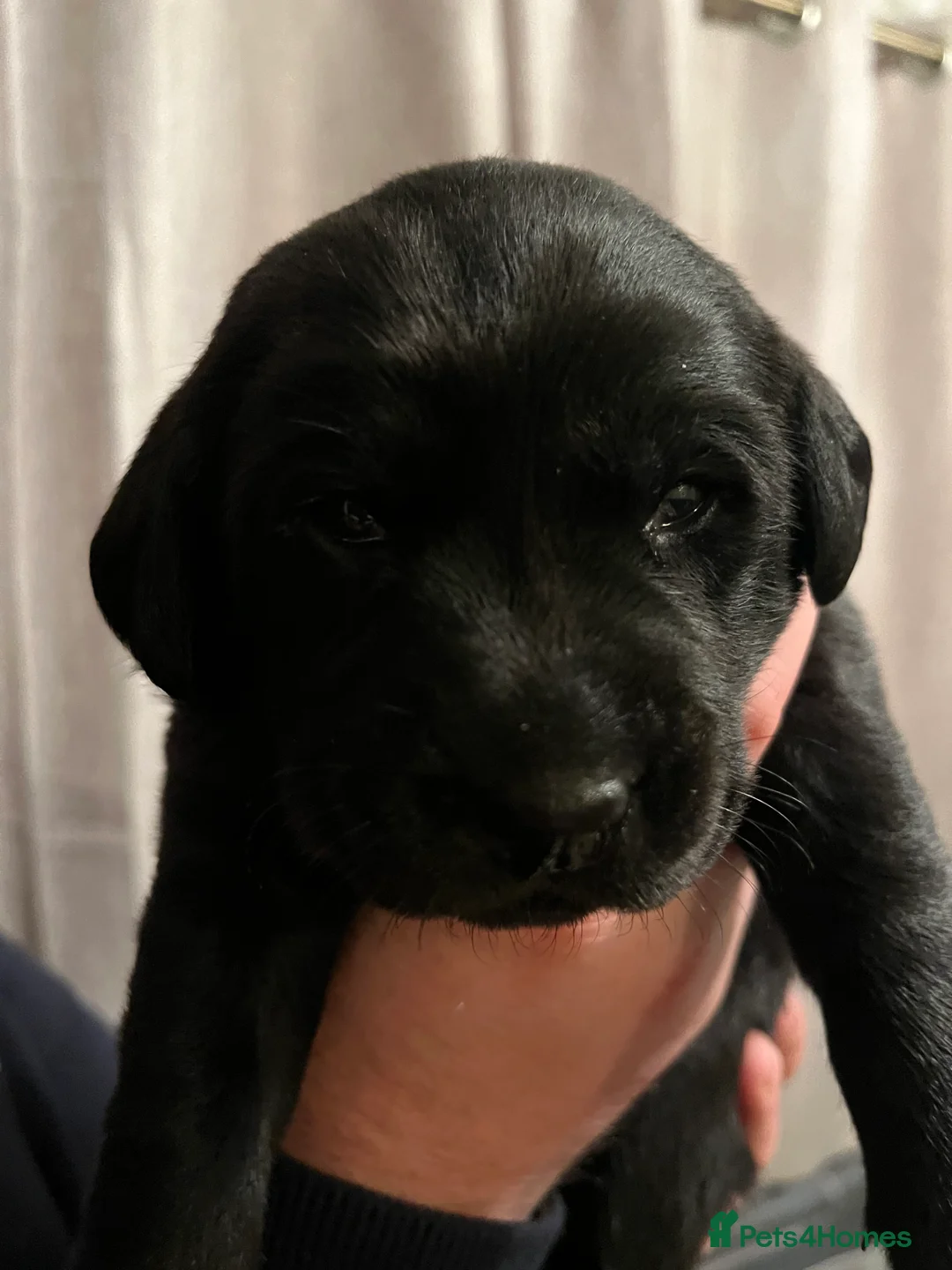 Labrador Retriever dogs for sale: Beautiful Labrador Retriever pups - Advert 4