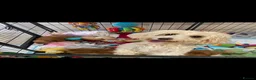 Maltipoo dogs for sale: Beautiful happy health tested,Maltipoo fur babies  - Advert 9
