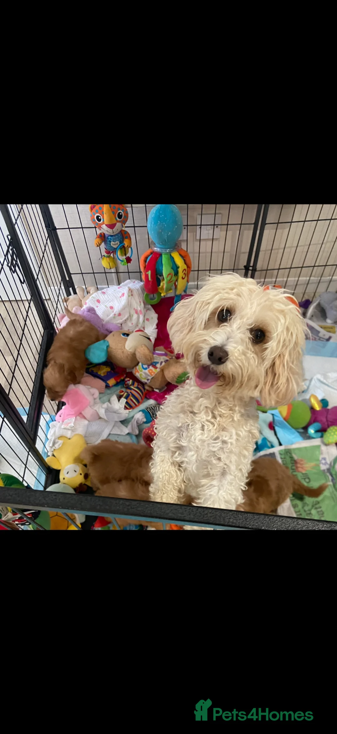 Maltipoo dogs for sale: Beautiful happy health tested,Maltipoo fur babies  - Advert 9
