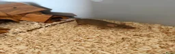 Mouse rodents for sale: 2 Female mice with cage & accessories  - Advert 2