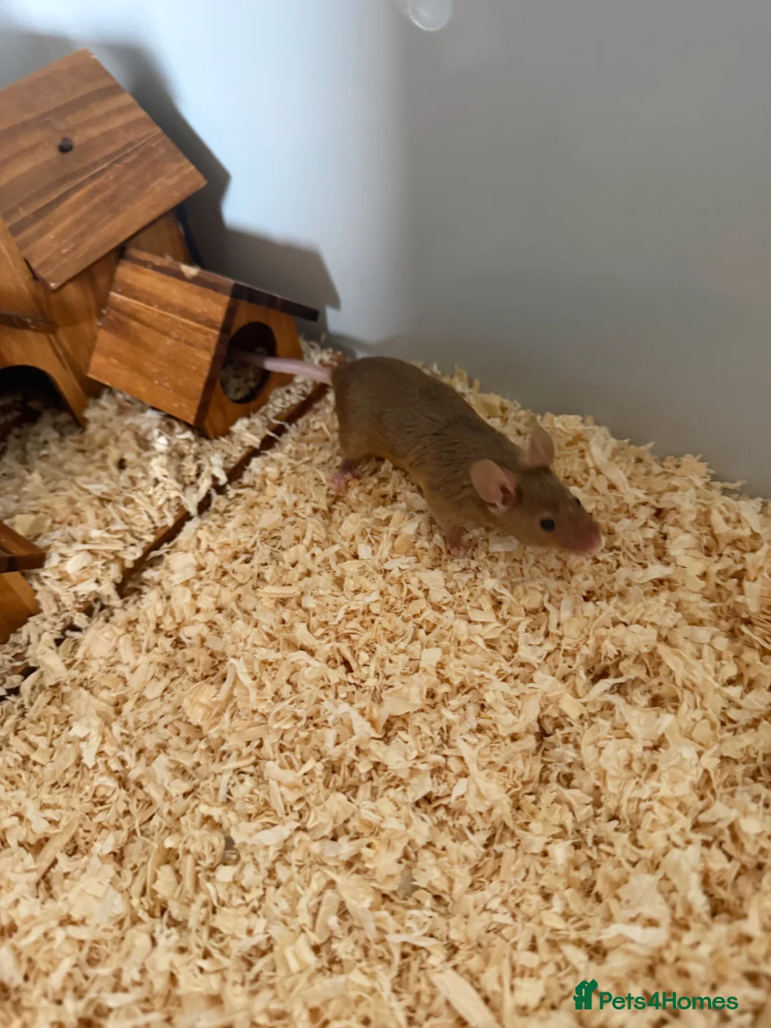 Mouse rodents for sale: 2 Female mice with cage & accessories  - Advert 2