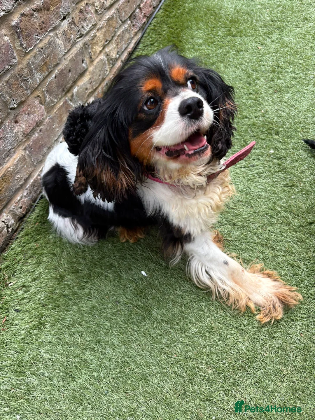 Cavapoo dogs for sale: F1 Cavapoo Puppies  - Advert 19