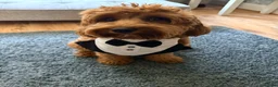 Cavapoo dogs for stud: Cavapoo male for stud only  in Hinckley - Advert 8