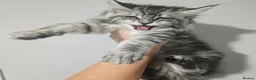Maine Coon cats for stud: Milo Shaded stud ns11 - Advert 17