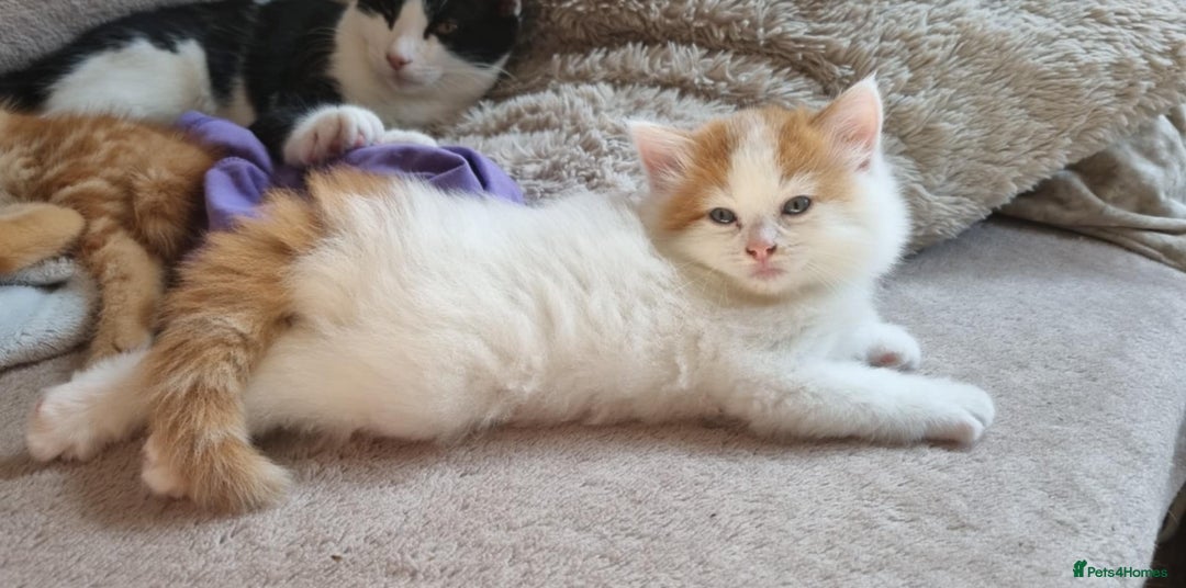 Mixed Breed cats for sale: Adorable Kittens. Ginger males - Image 10