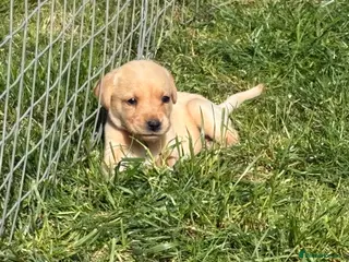 Labrador Retriever dogs KC REG YELLOW LABRADOR RETRIEVER PUPS - Advert 7