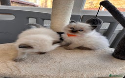 Ragdoll cats for sale: 💗Beautiful ragdoll kittens 💙 - Image 6