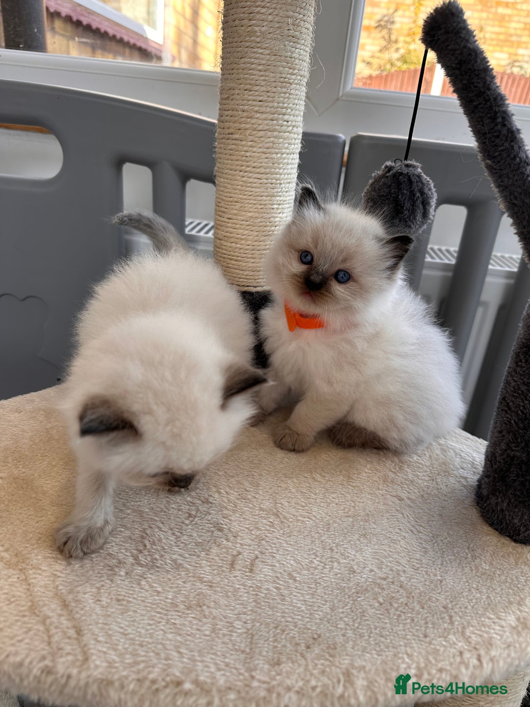 Ragdoll cats for sale: 💗Beautiful ragdoll kittens 💙 - Image 6