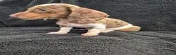 Miniature Dachshund dogs for sale: Miniature Dachshund READY NOW - Advert 2