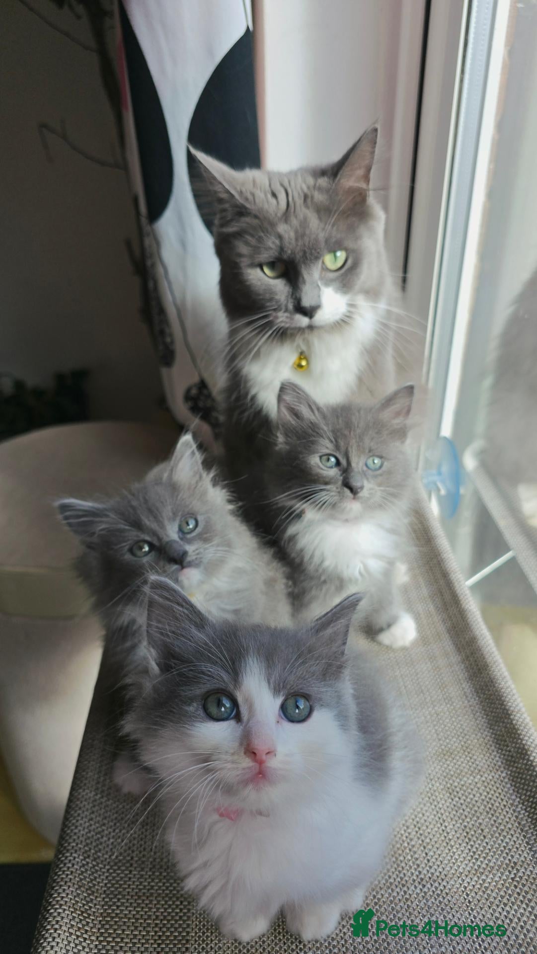 Ragcoon cats Ragdoll x Main Coon Beautiful Kittens - Advert 1