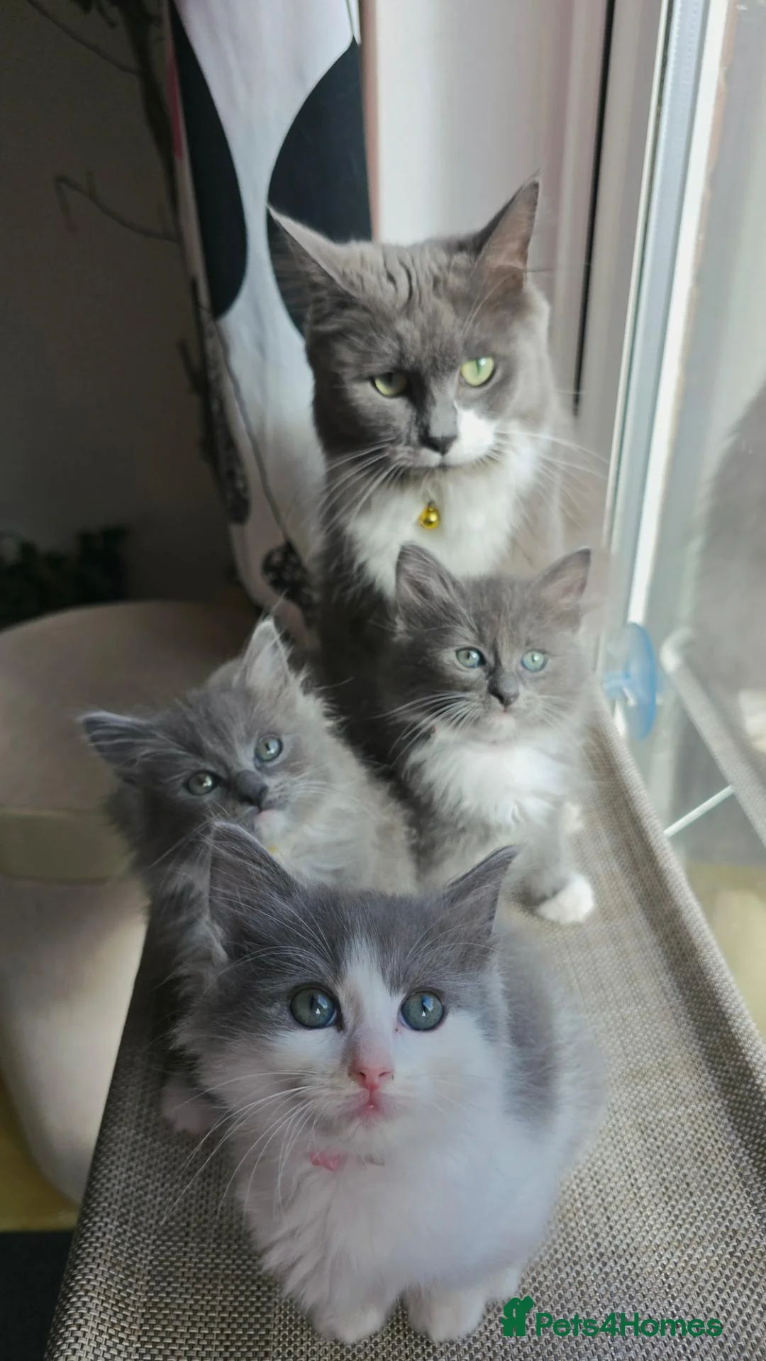 Ragcoon cats for sale: Ragdoll x Main Coon Beautiful Kittens - Advert 1