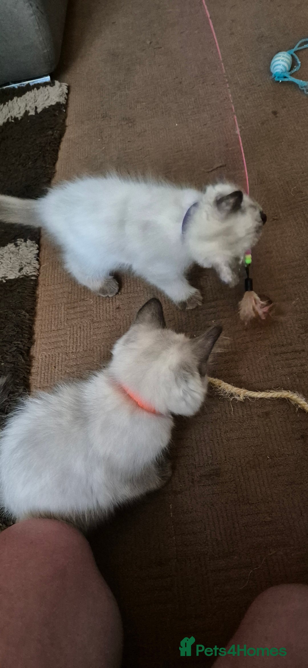 Turkish Angora cats for sale: Turkish angora  - Image 22