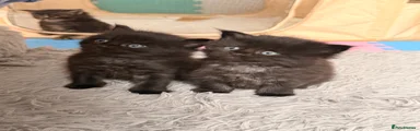 Maine Coon Kitten 4