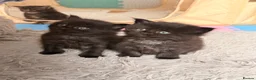 Maine Coon cats for sale: 🐈‍⬛ Maine Coon Kittens 3 Girls and 2 Boys 🐈‍⬛ - Advert 15