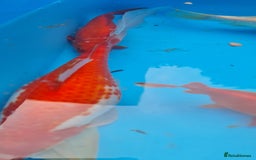 Goldfish fish for sale: GOLDFISH KOI CARP GHOST CARP BUTTERFLY KOI FISH - Image 2