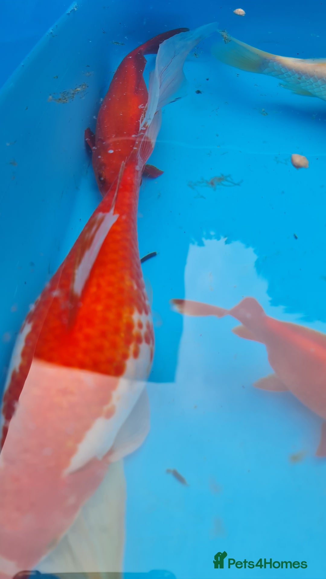 Goldfish fish for sale: GOLDFISH KOI CARP GHOST CARP BUTTERFLY KOI FISH - Image 2