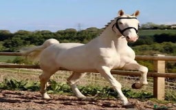 Belgian Warmblood horses for sale: SCHOOL MASTER /  LICENSED STALLION  - Image 2