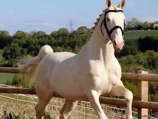 Belgian Warmblood horses SCHOOL MASTER / LICENSED STALLION - Advert 2