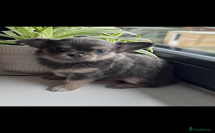 Chihuahua dogs - Advert 4