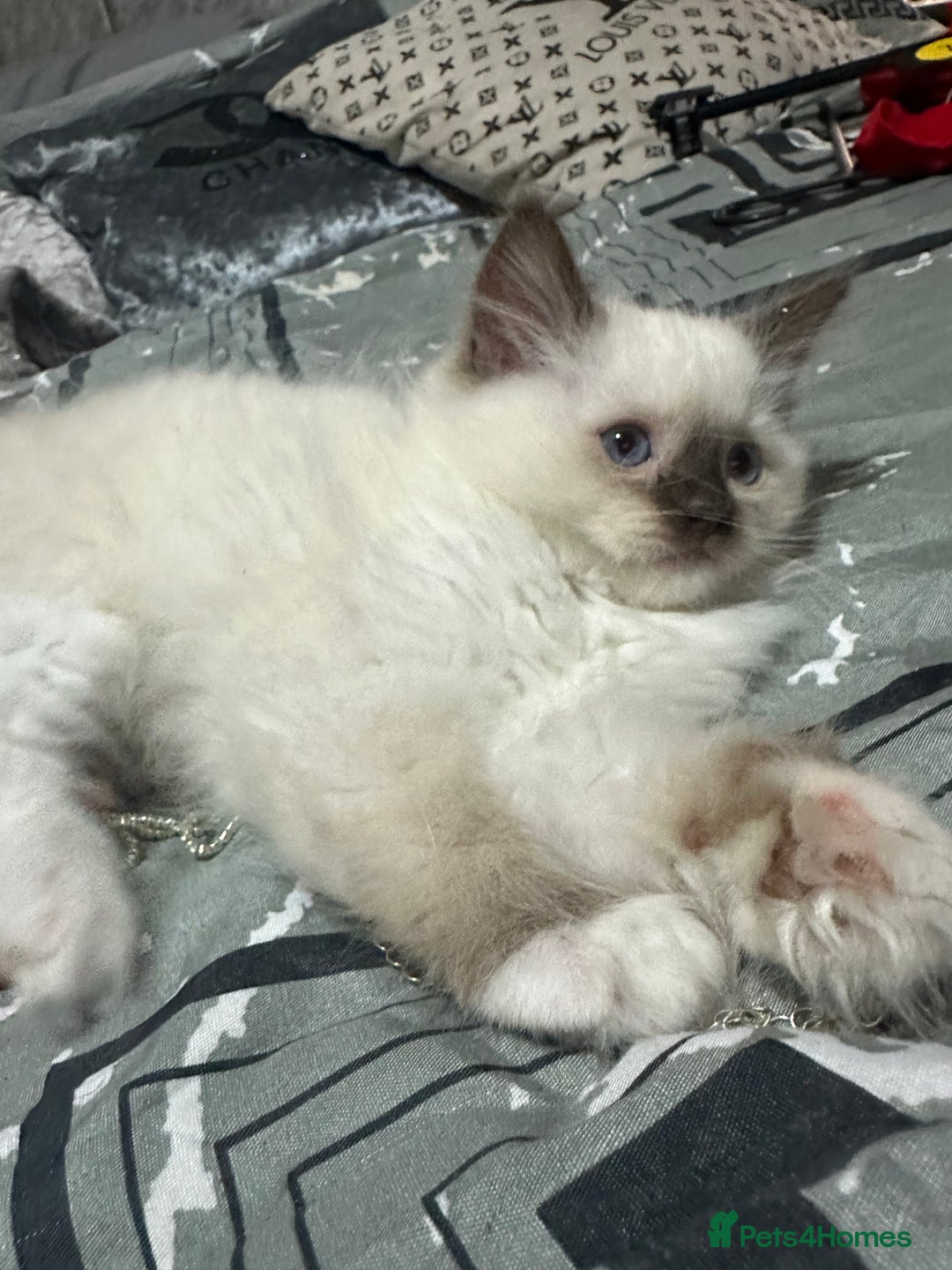 Ragdoll cats for sale: 1 beautiful blue eyed fluffy ragdoll left  - Image 7