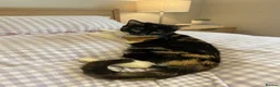 Mixed Breed cats for sale: cute cat in Sheffield - Advert 11