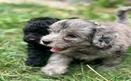 Cockapoo dogs for sale: 🌟 ADORABLE Cockapoo puppies 🌟 ready to leave 🐾 - Image 8