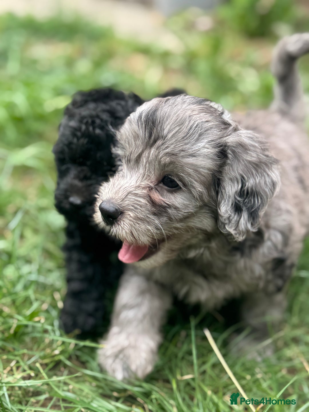 Cockapoo dogs for sale: 🌟 ADORABLE Cockapoo puppies 🌟 ready to leave 🐾 - Image 8