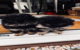 Pomeranian dogs for sale: Sweet Pomeranian Girls Black & Tan Teddy Bear Type - Image 5